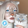 Ragdool cat blue